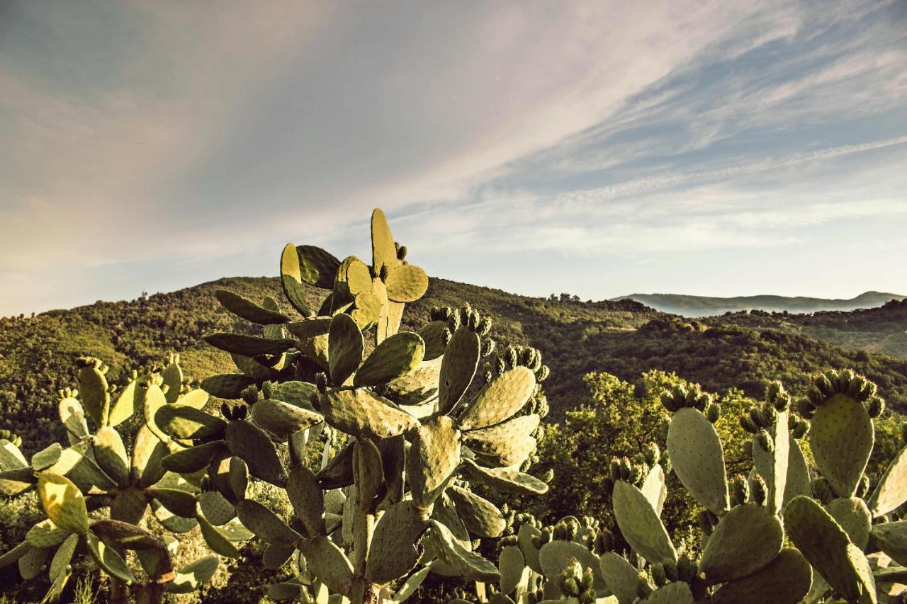 Casale I Cirillo Bed & Breakfast Rutino Bagian luar foto